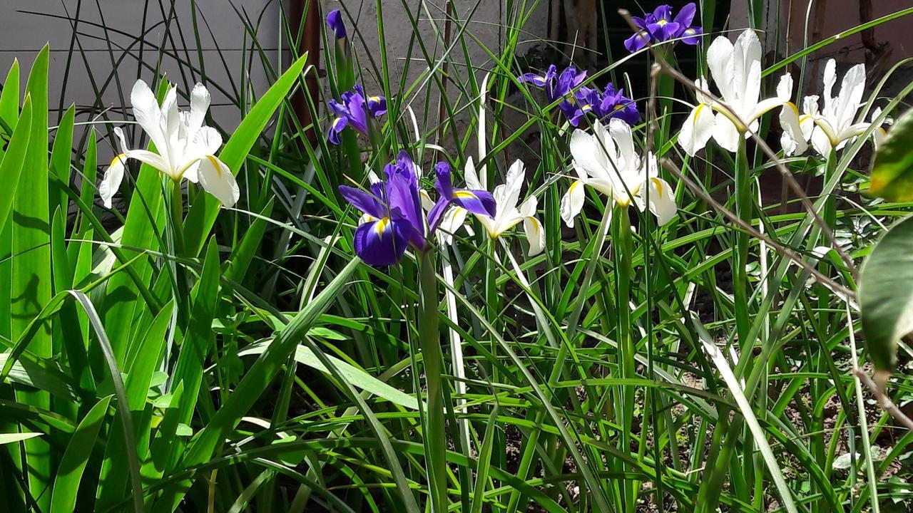 Frühstückspension Il Giardino Degli Iris Alghero